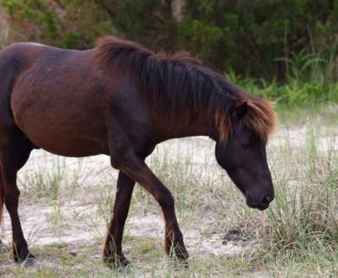Balikun horse breed