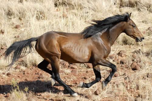 Balikun horse breed