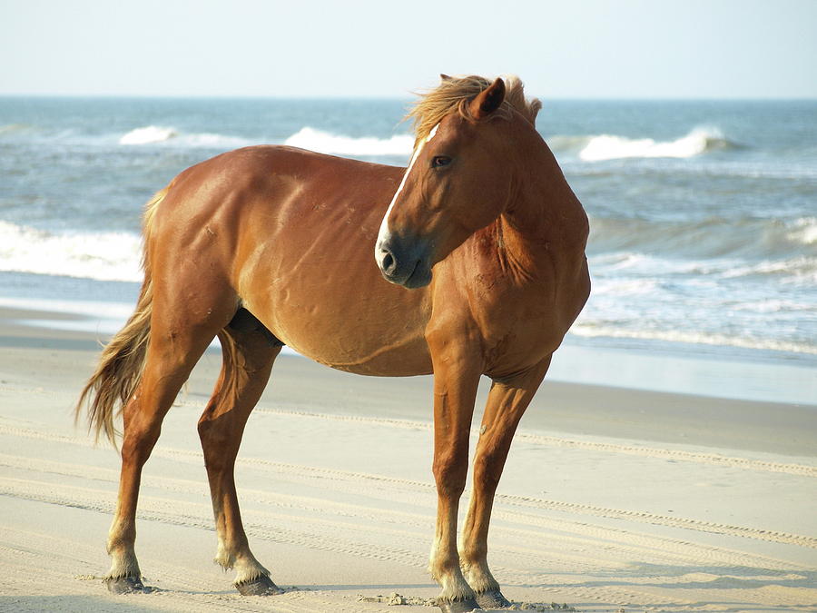 Banker horse with good body structure