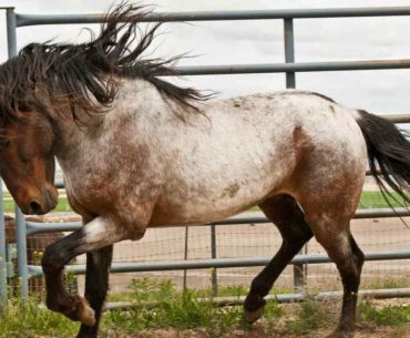 Barb horse breed