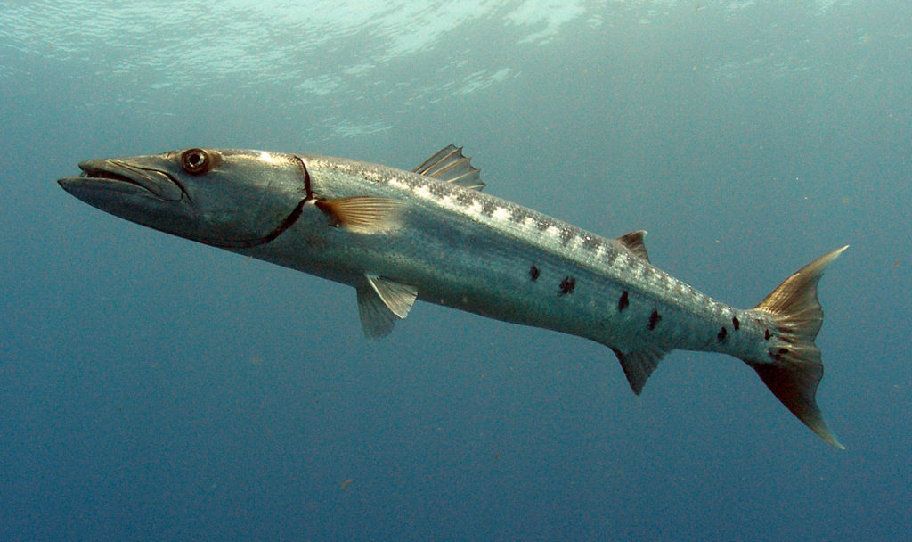 Barracuda species of fish
