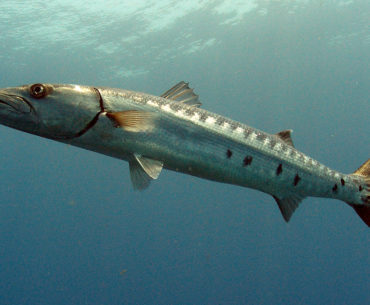 Barracuda species of fish