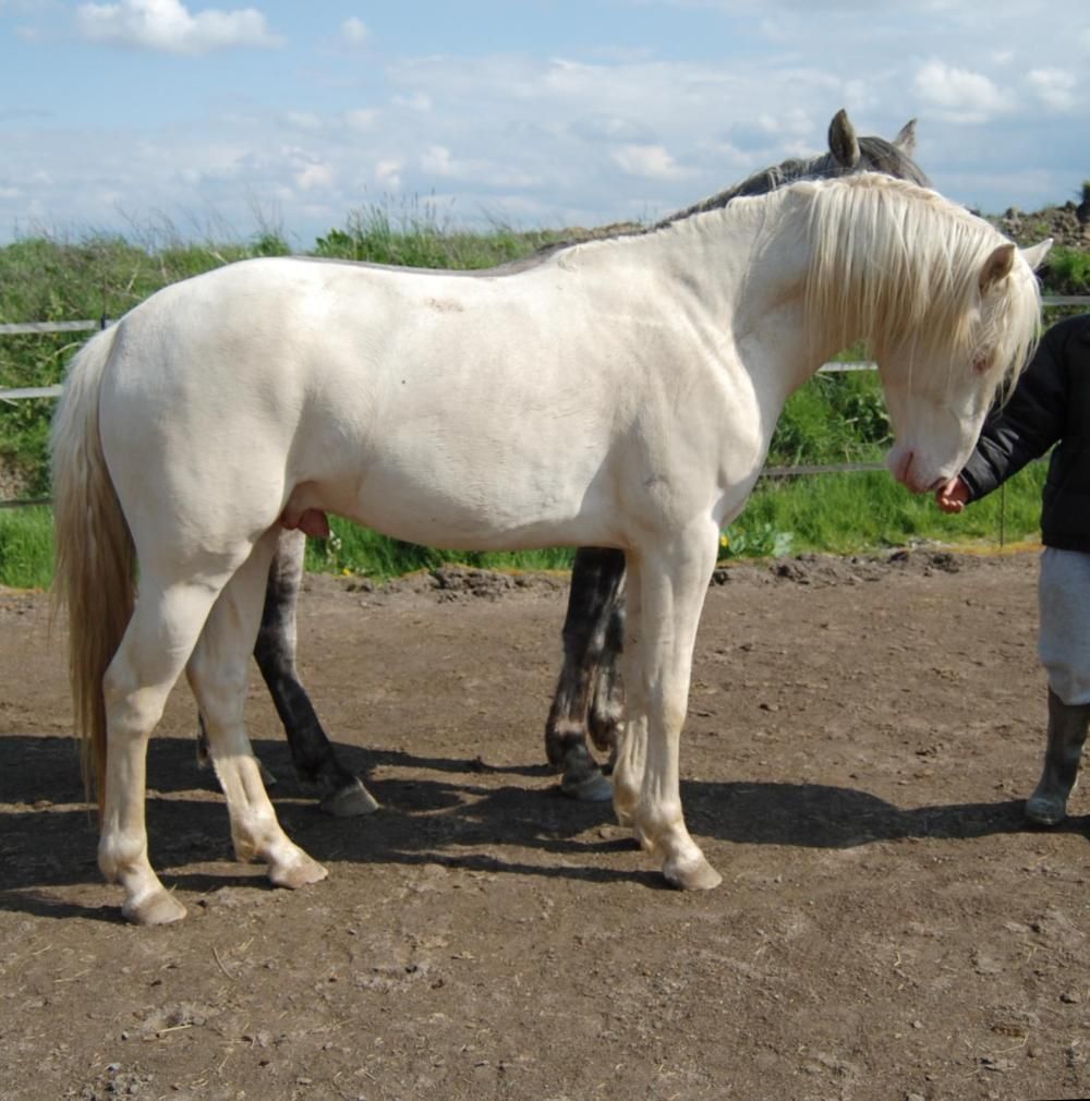 Barb breed of horse