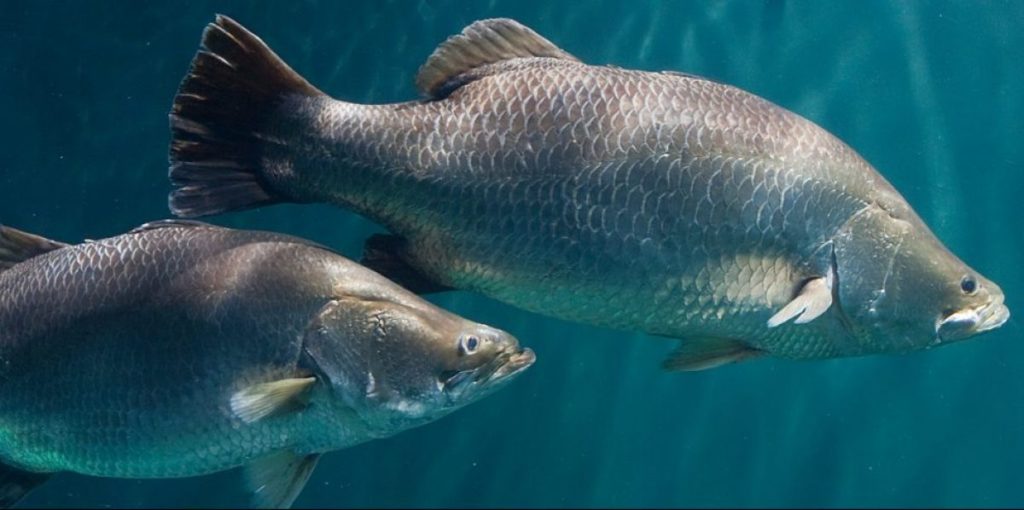 Barramundi fish breed