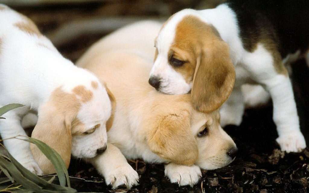 Beagles undergoing training and caring