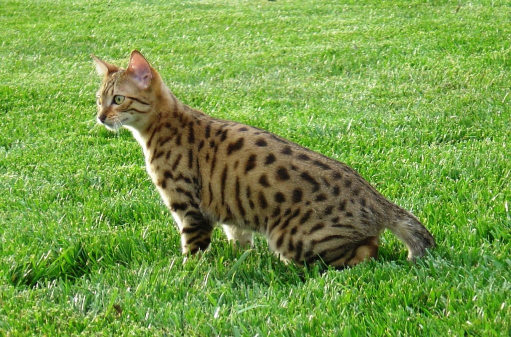 Egyptian mau cat breed