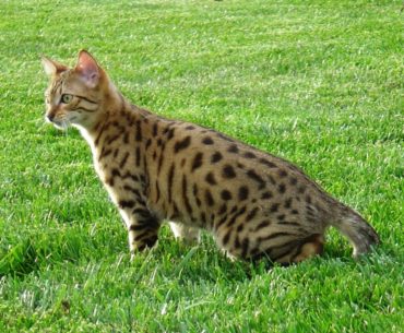 Egyptian mau cat breed