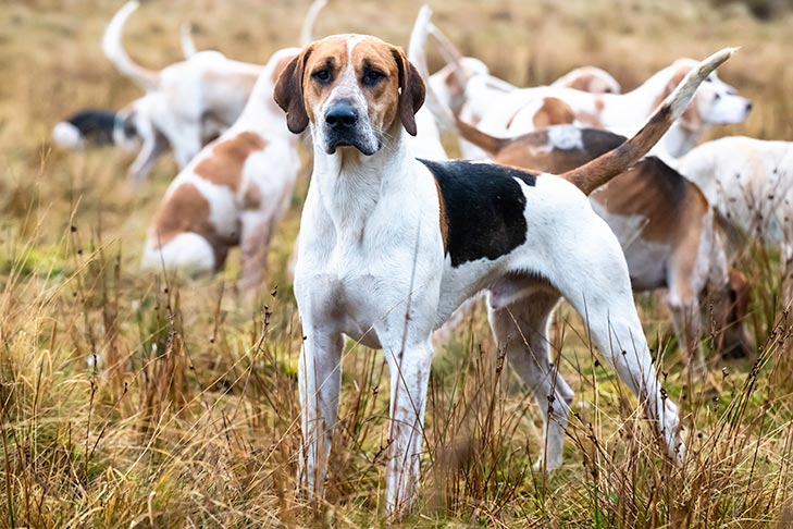 physical Appearance of English foxhound