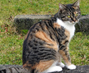 European shorthair cat breed
