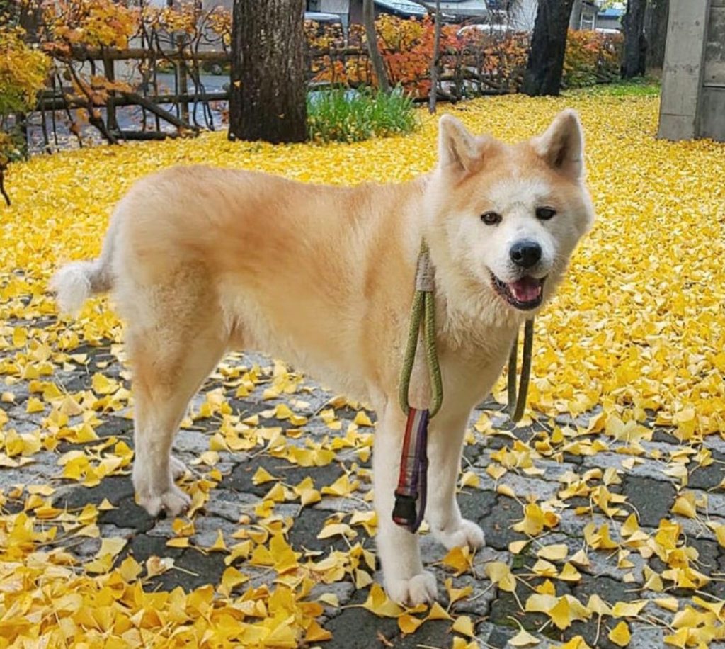 Akita displaying its behaviour by standing on the fallen leaves