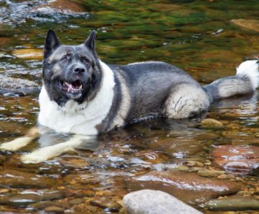 How Much is an Akita Dog