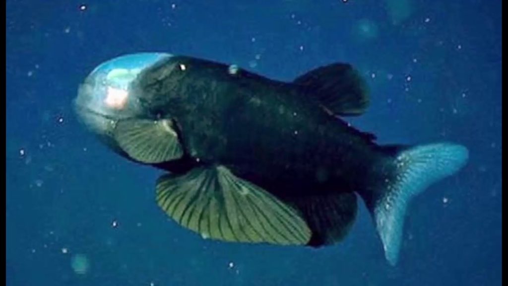 Barreleye fish species
