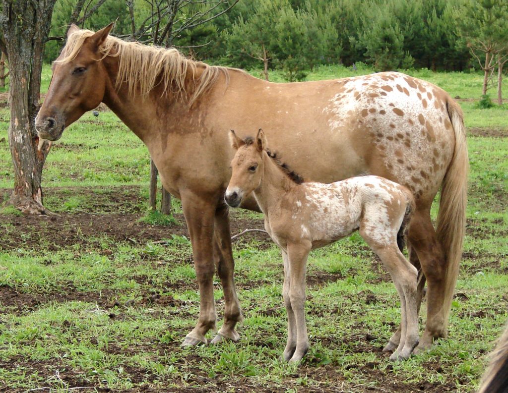The Bashkir horse breed