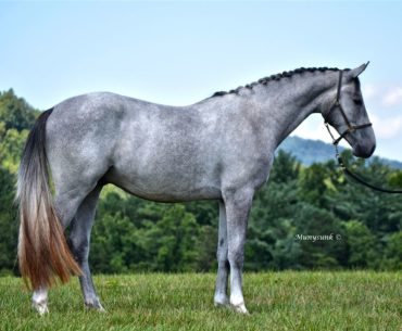 The belgian warmblood horse