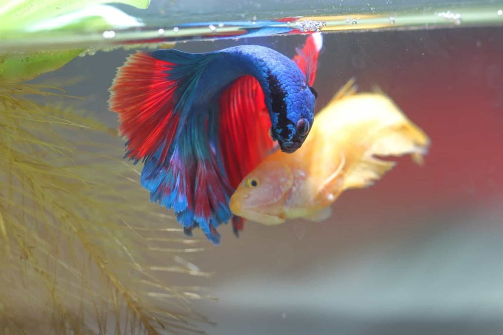 Male and female betta during breeding
