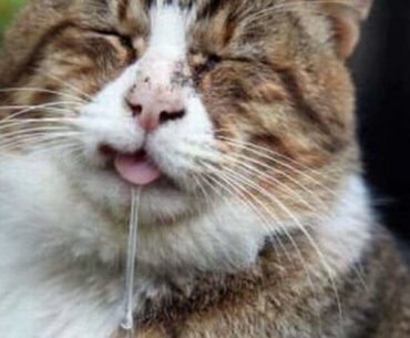 drooling in cat