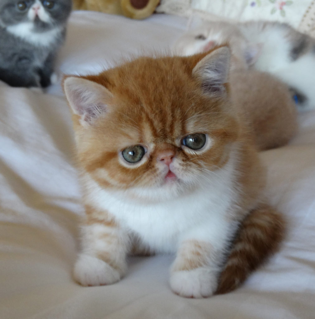 Exotic shorthair during training and caring