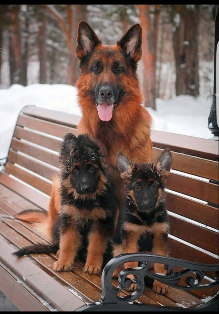 German shepherd and small dog sitting together