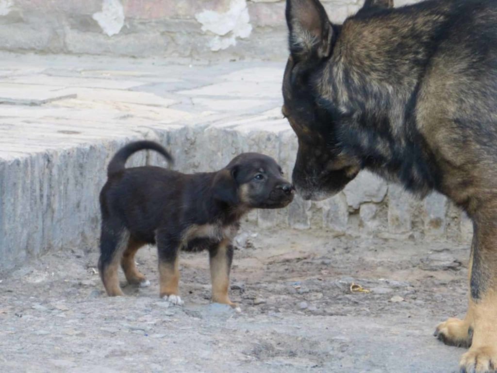 Small dog and a german shepherd relating together