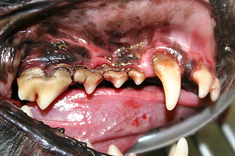Gum disease in dog