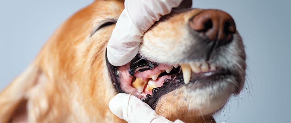 Diagnosis of gum disease in dog