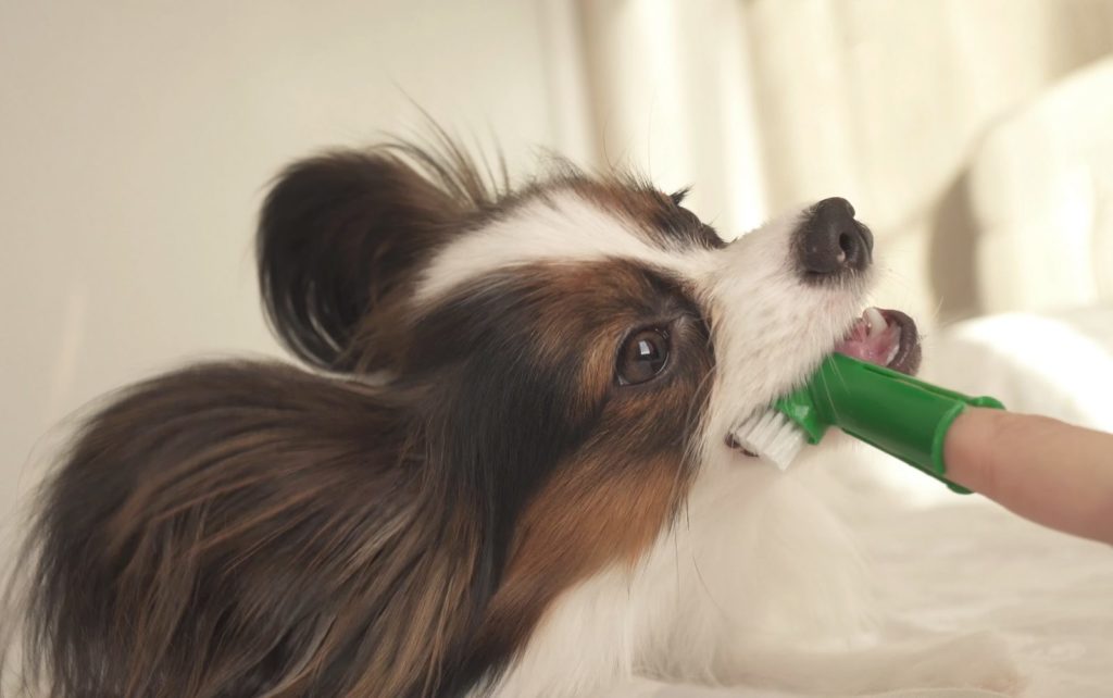 Gum disease in dog