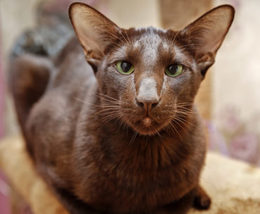 The havana brown cat breed
