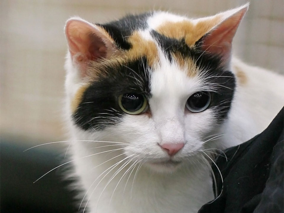 The Japanese cat breed
