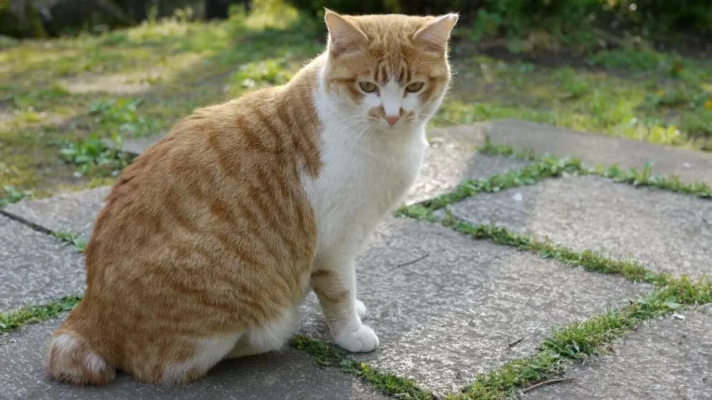 Japanese bobtail cat breed