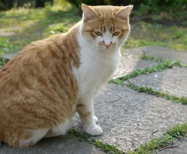 Japanese bobtail cat breed