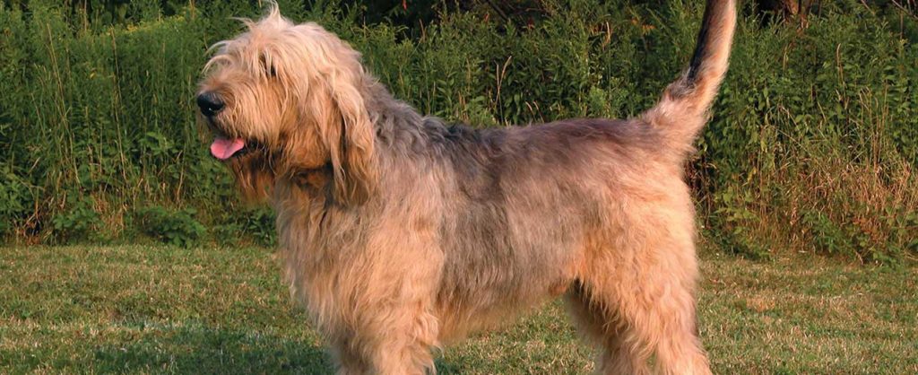 the physical appearance of otterhound dog