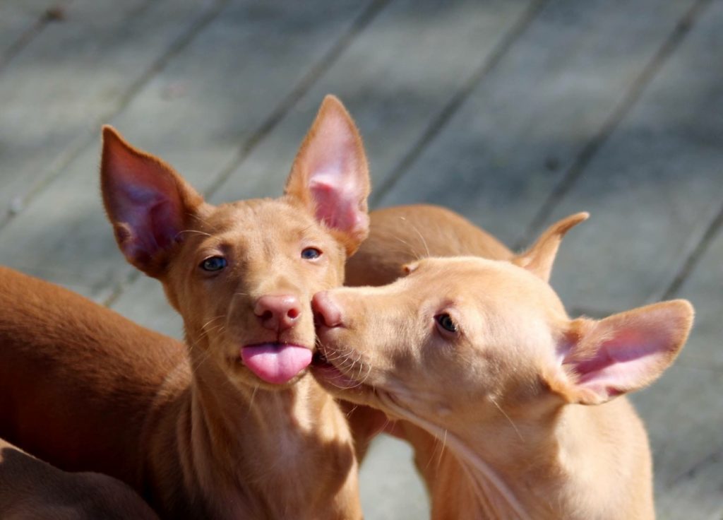 Pharaoh hound dog breed