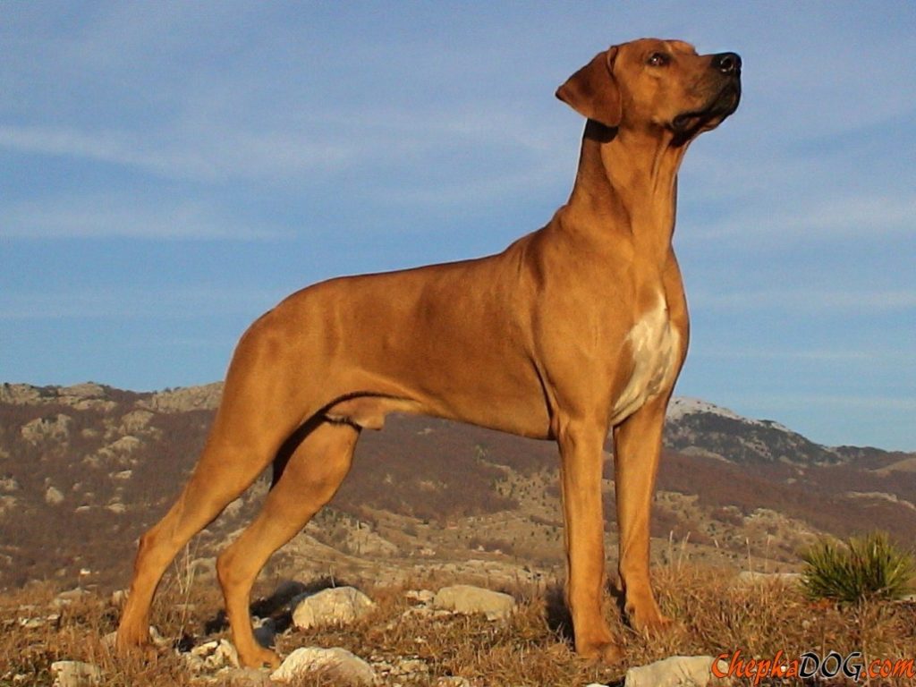 The physical appearance of rhodesian ridgeback dog