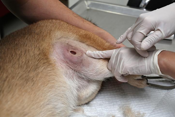A dog with abscess on nits thigh