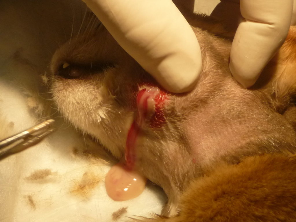A dog with Abscess being drain from the hole