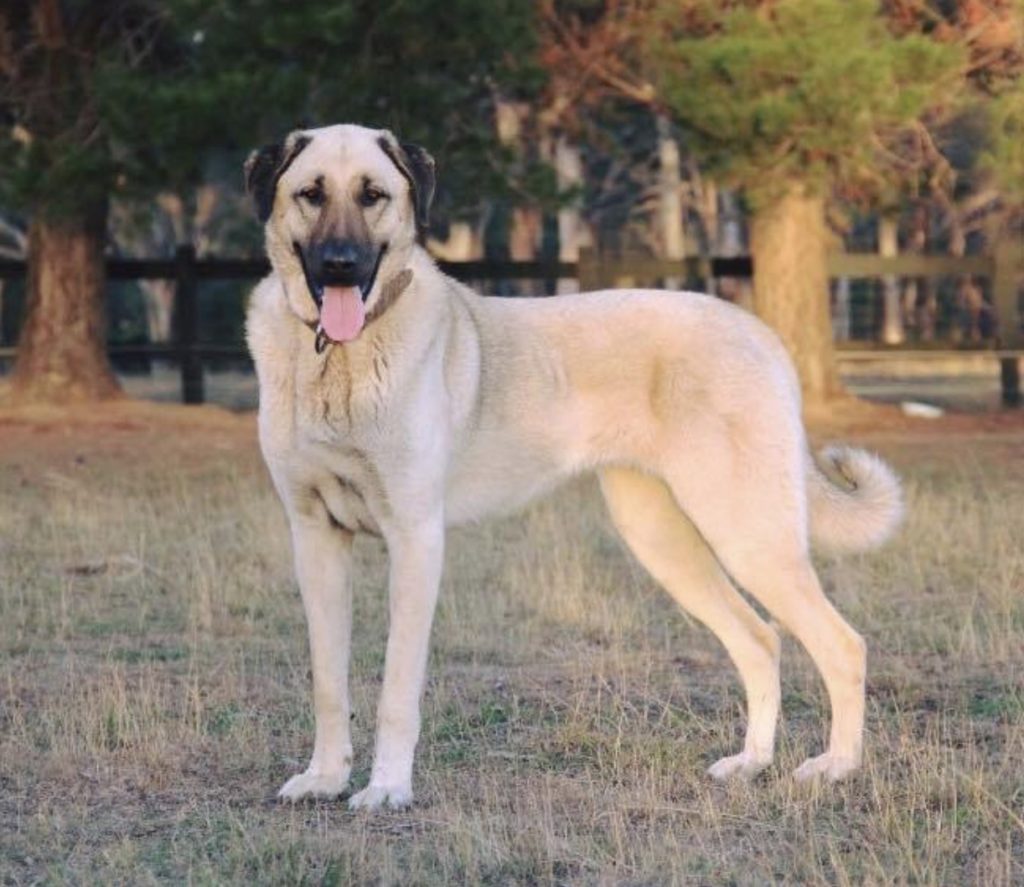 anatolian shepherd dog breed