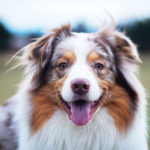 Australian shepherd breed with tri colour