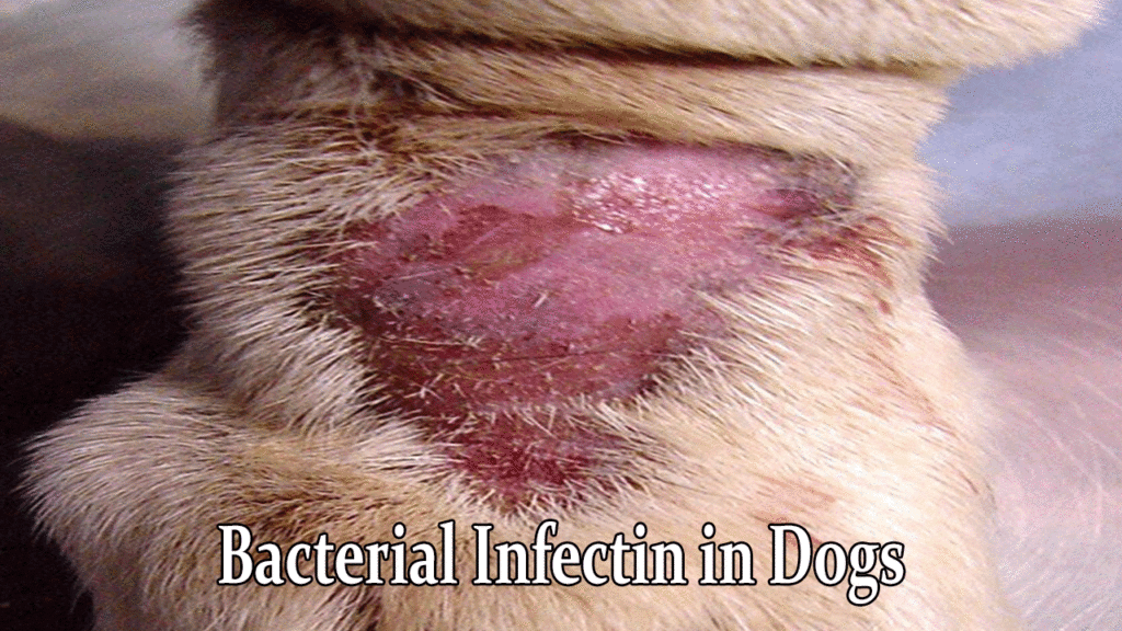 Bacterial infection at the neck region of a dog