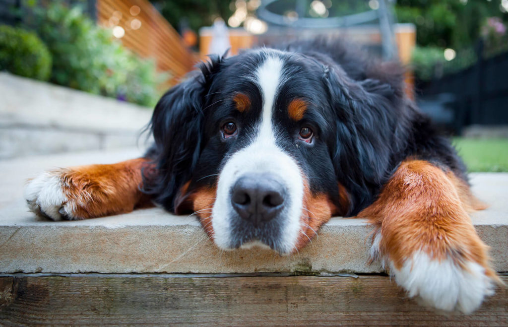 The Bernese mountain dog breed lying down
