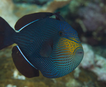 Black triggerfish Moving through the water