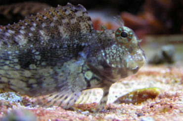 A Blenny fish navigating through its habitat