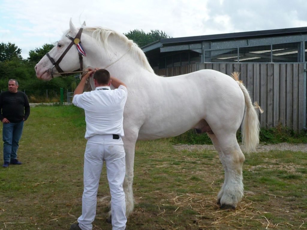 The boulonnais horse breed
