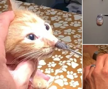 Botflies being removed the nose of a cat