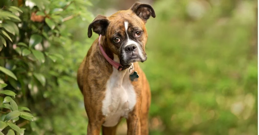 Boxer dog standing in the bush