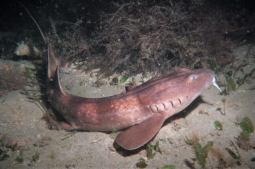 A blind shark at the bottom of the water
