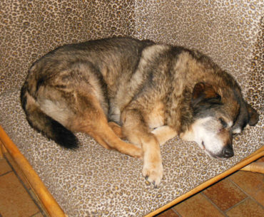A dog living with dementia sleeping on a couch