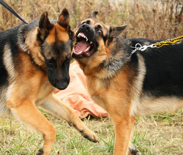 Two German shepherd dogs barking against each other