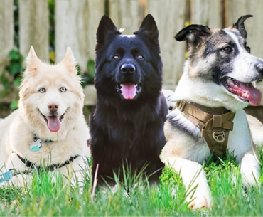 Different breed of German shepherd mix breed