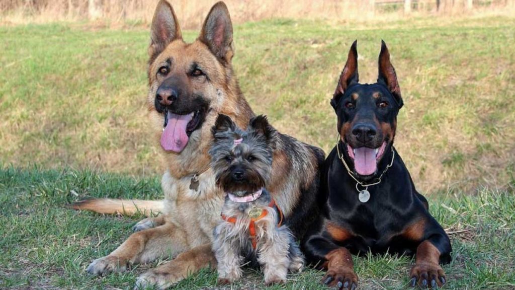 Different German shepherd mix breed sitting together