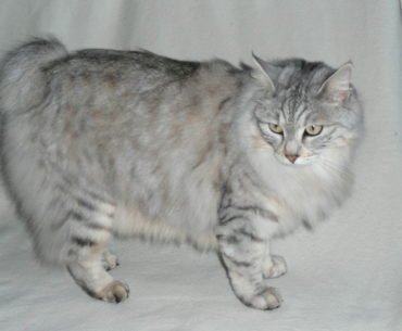 The kurilian bobtail cat breed